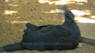 Blue crowned pigeon Scheepmakers crowned pigeon Greater Adjutant Stork and Chital [upl. by Merrill725]