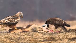 Rotmilan Milvus milvus Mäusebussard Buteo buteo Red Kite and Common Buzzard [upl. by Sharron]