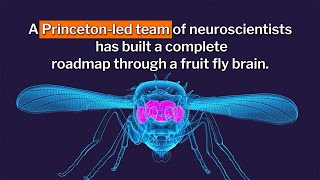 An entire fruit fly brain has been mapped for the first time ever [upl. by Conchita]