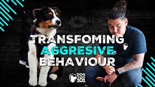 Transforming Aggressive Behaviour Reactive Dog Training Success [upl. by Eatnahc289]