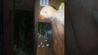 lovebirds latino chiks albino red eyes beutifull birds [upl. by Sacken]