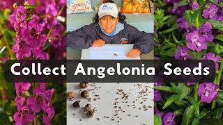 How To Collect Angelonia Flower Seeds [upl. by Xylina]