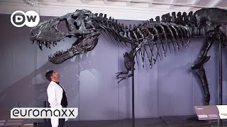 One Of The BestPreserved TRex Skeletons In The World  Moving 66 million year old quotTristan Ottoquot [upl. by Itsirhc]