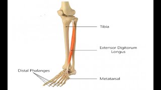 Two Minutes of Anatomy Extensor Digitorum Longus [upl. by Fara819]