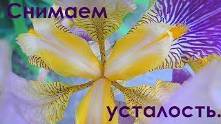 Лечебная музыка для снятия негатива стресса усталости депрессии [upl. by Zeiger497]