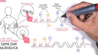 Epigenetics basics  Garvan Institute [upl. by Anesor]