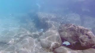 Snorkeling Lydgate in Kauai [upl. by Eiralam]