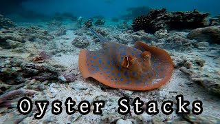 Diving Oyster Stacks Exmouth Western Australia [upl. by Edmea]