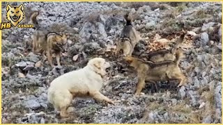 Maremmano Abruzzese  The Italian Wolf Crusher dog [upl. by Martyn580]