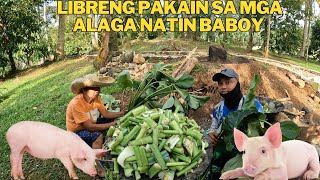 PAGKUHA SA GUBAT NG PAGKAIN PARA SA ALAGA NATIN BABOY AT PAGKUHA NG PANGGATONG PARA SA BINYAG [upl. by Shela]