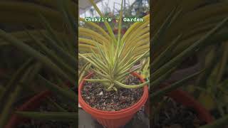 Sansevieria Francisii Variegated from My 🌵 Collection [upl. by Sansbury]