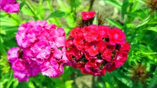 How to Grow Sweet William Dianthus from Seed [upl. by Asiulairam]