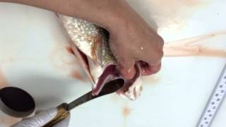 Lake trout otolith removal [upl. by Grubb]