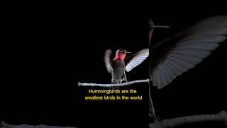 Do You Know Facts About Hummingbird shorts short hummingbird facts animals [upl. by Eislek]