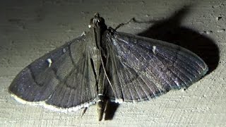 Subfamily Spilomelinae Moth [upl. by Krigsman]