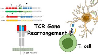 TCR gene rearrangements [upl. by Karp]