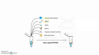 Reverse transcription PCR [upl. by Onairelav]