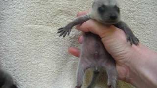 Newborn baby raccoons crying yawning Animal Advocates Mary Cummins [upl. by Ahsym]