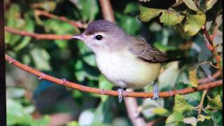 Warbling Vireo Call Bird Song [upl. by Courcy]