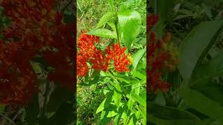 Orange Butterfly Weed Asclepias tuberosa Native Plant to Tennessee [upl. by Aeriela]