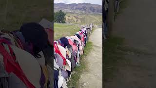 Only Bra👙 fence in the world 😱 breastcancerawareness bradrona newzealand 😍 [upl. by Onyx]