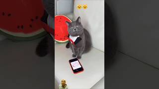 😺Tom the cat bought a cat TV 🐈cat tomcats funny catman catlaughs catmen catkid [upl. by Shae]