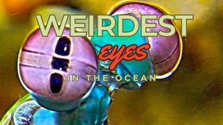 Why Mantis Shrimp Have the Weirdest Eyes in Nature [upl. by Ailyt]