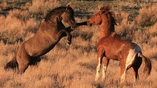 South Steens stallion quotValorquot in battle for mares [upl. by Sukramed]