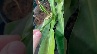 Nepenthes Miranda has 2 FLOWERS carnivorousplants nepenthes plant [upl. by Ahsekim]