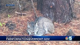 Rare Canada lynx spotted more than a dozen times in Vermont as animal moves north [upl. by Olcott]