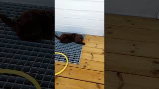 cobberdog shortsvideo puppyvideos funnyvideo 😃👍😃👍😃👍😃👍 [upl. by Asim]