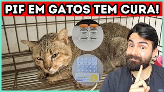 PIF em Gatos Tem Cura Conheça o Medicamento GS441524 [upl. by Nnahteb]