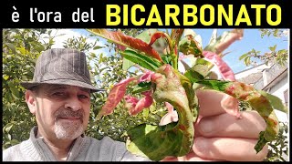 Bicarbonato di Potassio per Bolla del pesco [upl. by Chace]