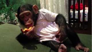 Honey the Chimpanzee eating fruit  الشمبانزي هني تاكل فروت [upl. by Salokcin]