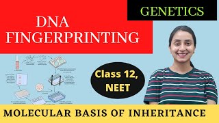 DNA Fingerprinting  Class 12  Molecular Basis of Inheritance [upl. by Vatsug]