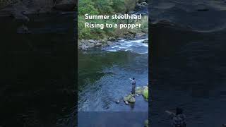 Spey casting dry flies to summer steelhead fishing flyfishing flycasting [upl. by Darill449]