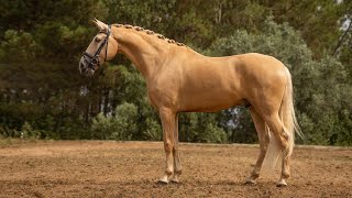 SOLD Palomino Lusitano gelding  the perfect family horse REF750 [upl. by Areis]