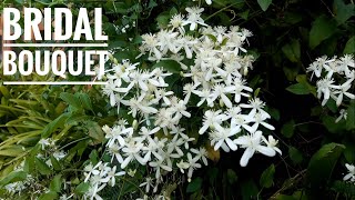 Bridal Bouquet Plant Care  Clematis Vine  Propagation and care Pruning tips malayalam [upl. by Htebsil370]