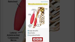 Musculocutaneous nerve medicalmnemonics anatomy mnemonics [upl. by Norton]