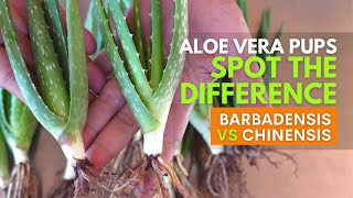 How To Spot The Difference Between Aloe vera Barbadensis and Chinensis Pups [upl. by Leaw]