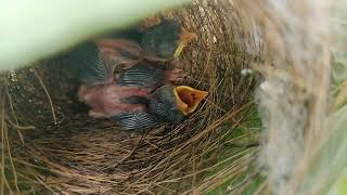 A Scene inside the nest of a tailor bird when babies are alone [upl. by Rheinlander]