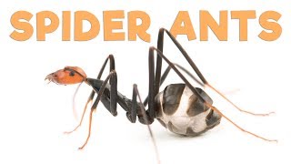 Ant Room Tour  Spider Ants [upl. by Hsekin477]