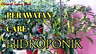 TIPS MERAWAT CABE HIDROPONIK AGAR BERBUAH LEBATHIDROPONIK SEDERHANA BOTOL BEKAS SISTEM WICK [upl. by Savick]