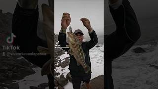 Muy buen señuelo para pesca de cabrillas calicobass fishing gopro shorts playa [upl. by Nezam654]