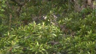 Blackcrowned Night Herons in Indigo Run rookery  Hilton Head Island [upl. by Airel231]