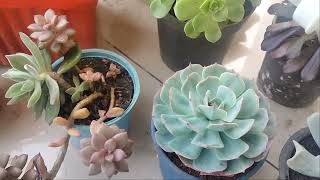 Watering succulents my waysucculentlover topandbottomwatering wateringsucculents succulents [upl. by Humberto]