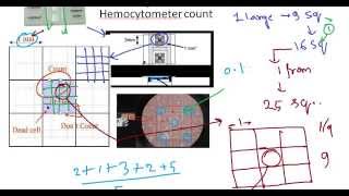 Hemocytometer principle [upl. by Carli]