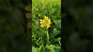 Mustard crop oilseeds agriculture farming shorts [upl. by Aplihs]