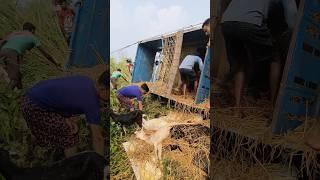 Some local people saving the life of some goats from a truck 🚛 [upl. by Edrahs]