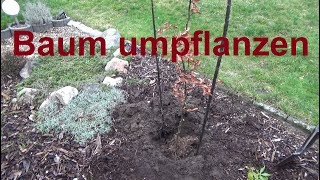 Wann und wie Baum umpflanzen Jahreszeit Bäume pflanzen umpflanzen [upl. by Ananna]